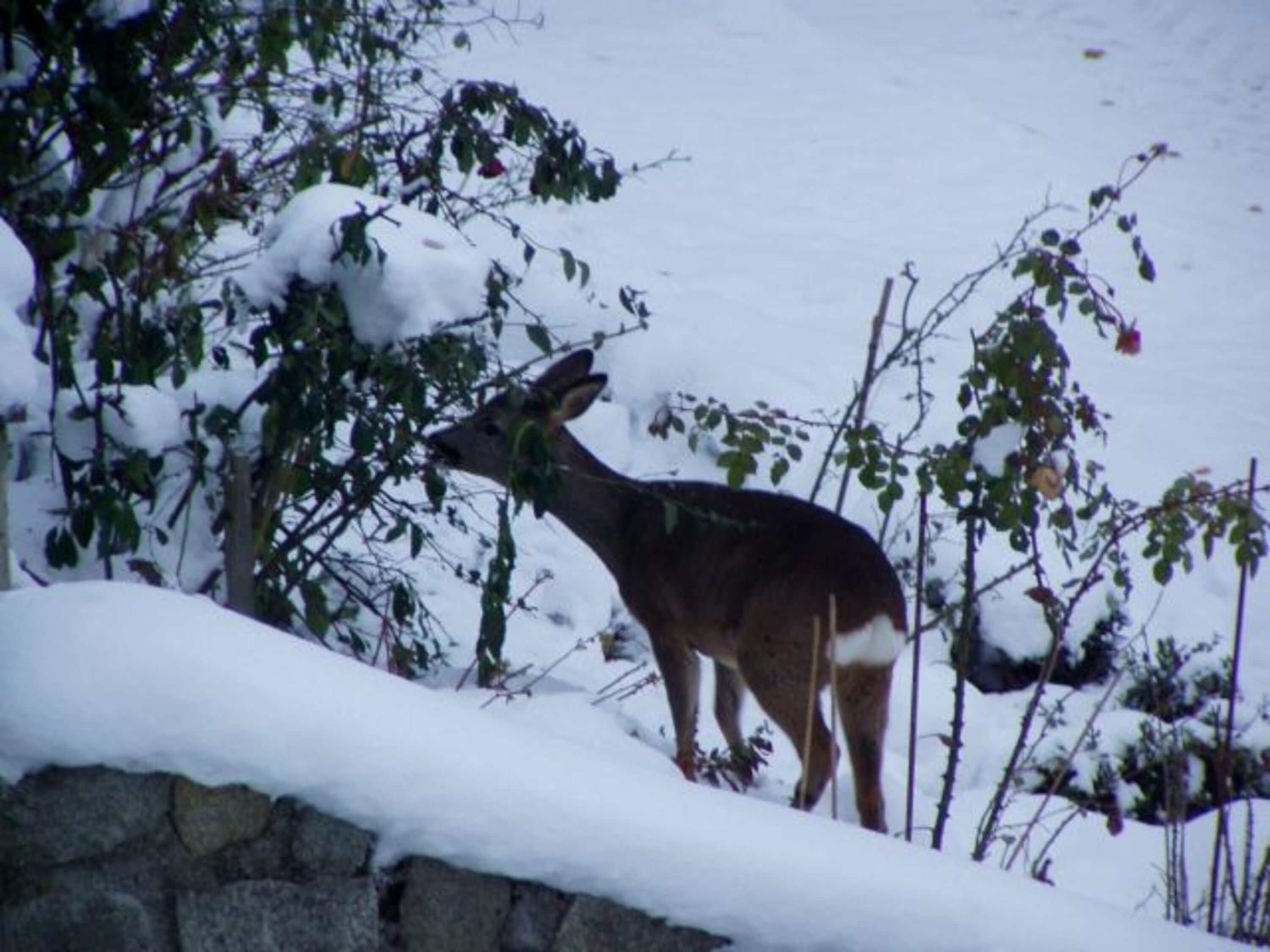 Garten im Winter