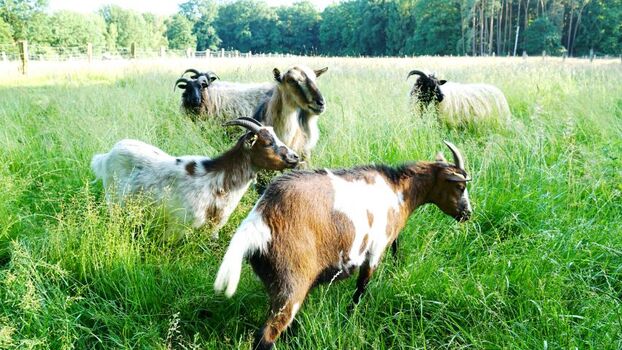Ziegen auf Streichelweide