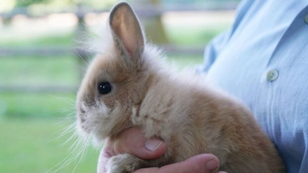 Streichel-Kaninchen