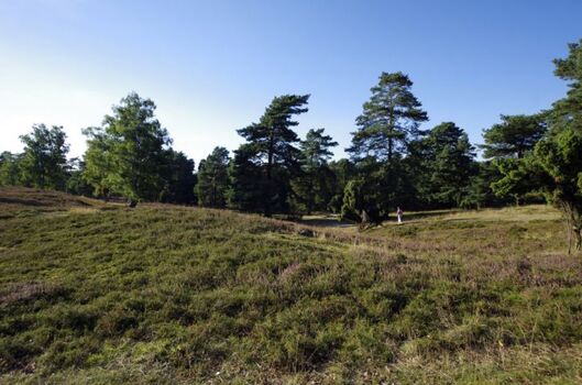 Heidefläche in der Titlingen