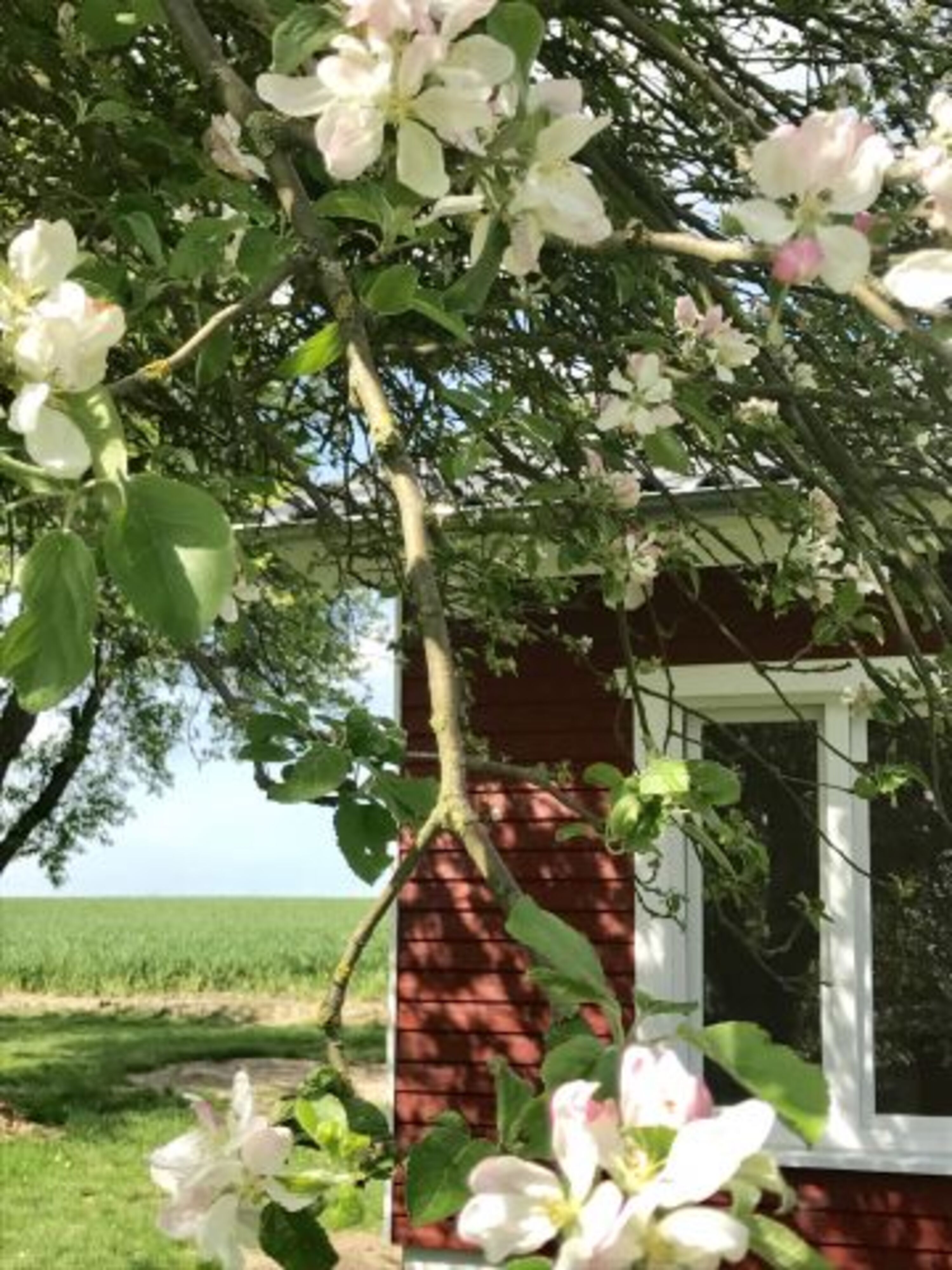 Apfelblüte