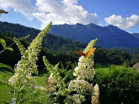 Natur pur mit Aussic ht