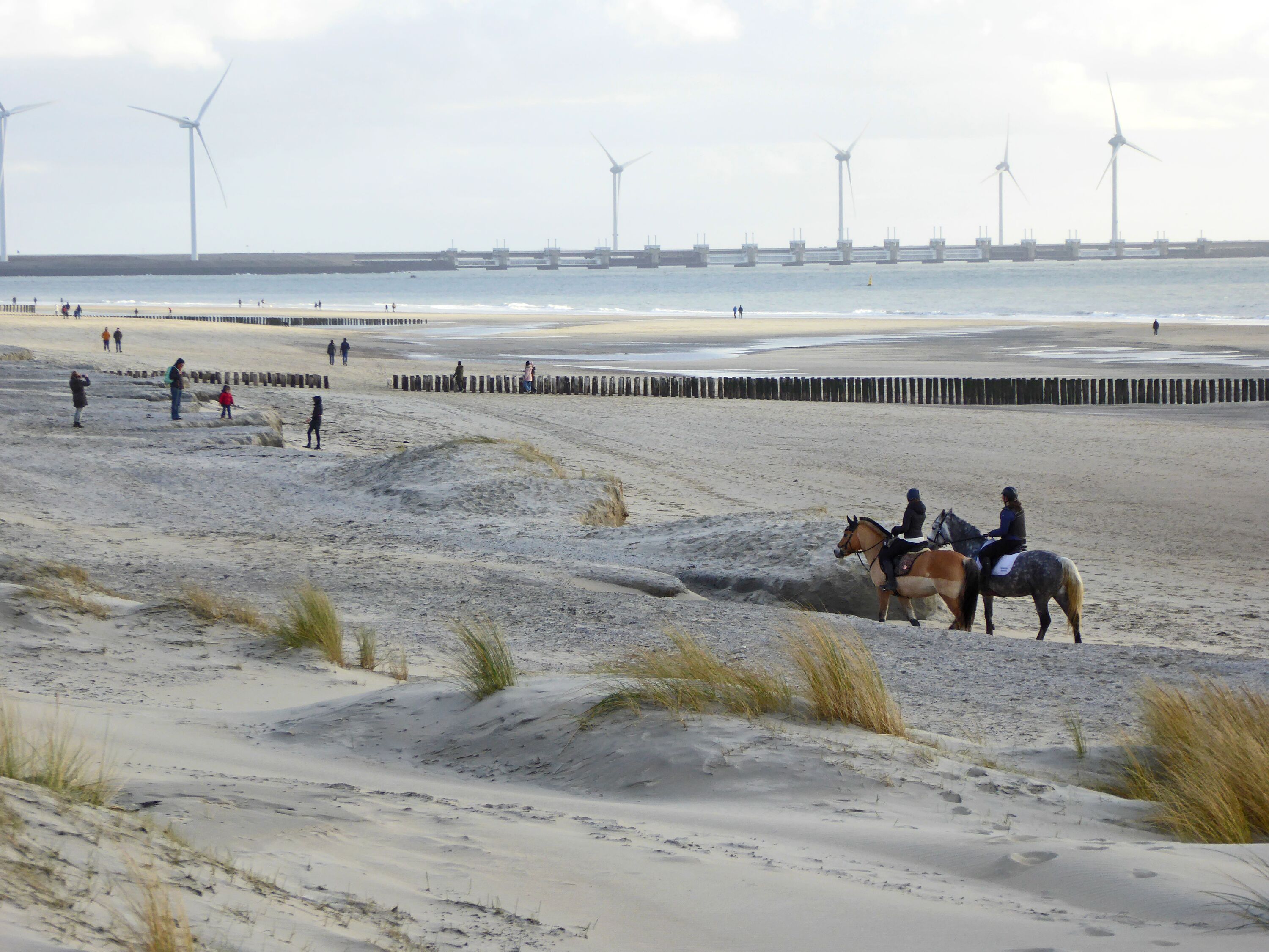 Pferden am Strand