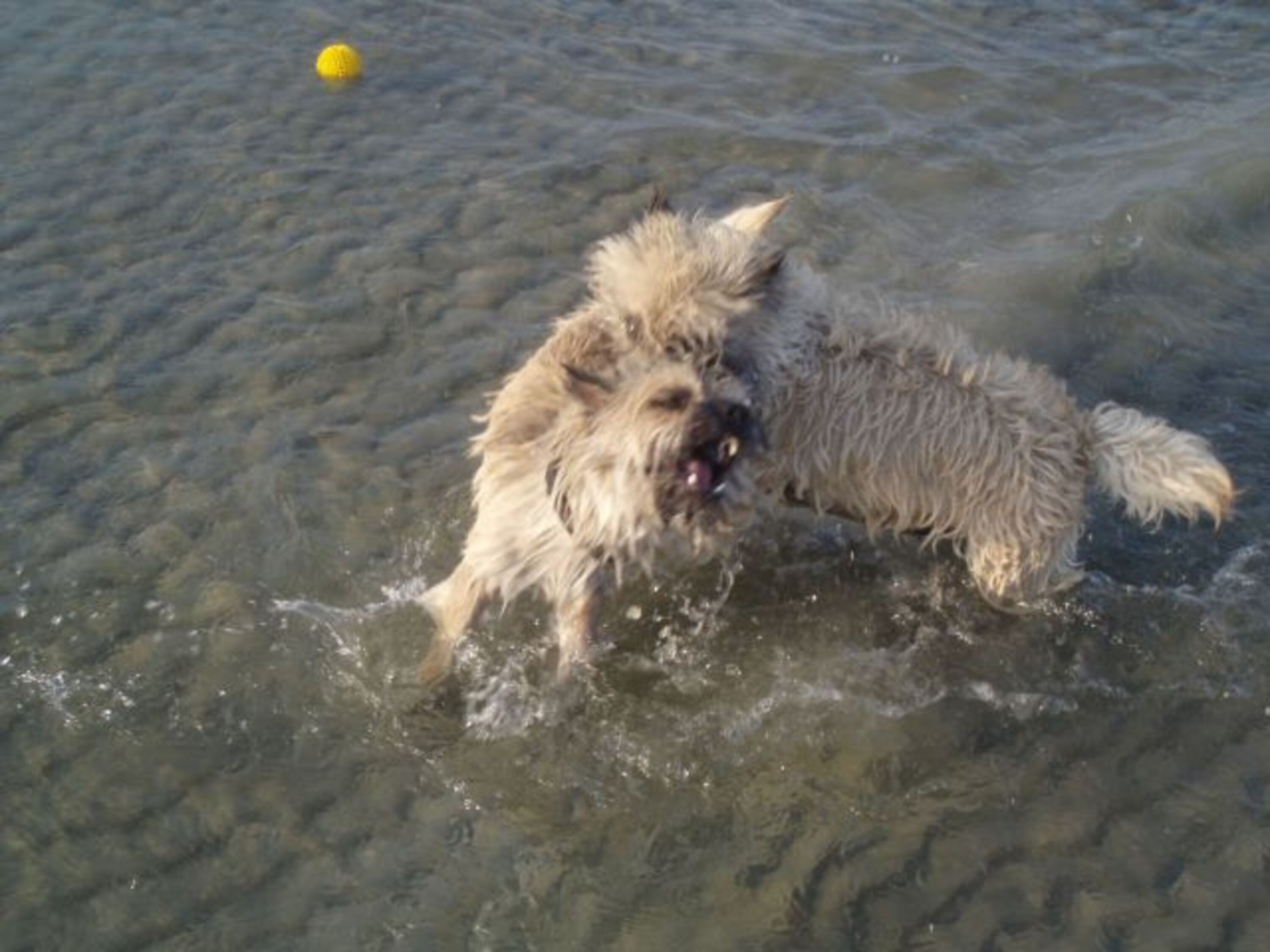 Unsere Hunde