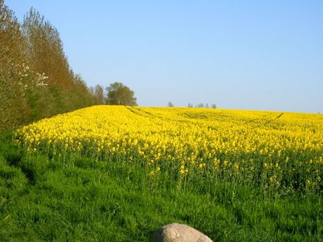 Frühling auf Poel