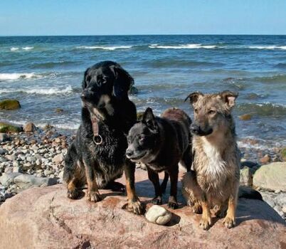 Hundestrand