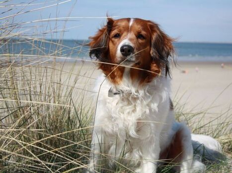 Unsere Holländerin Kooikerdame 'Mandy' 