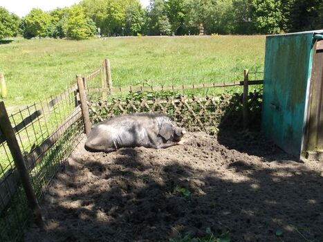Unser Chinesisches Maskenschwein Bruce Lee
