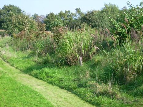 Der Weg um den See lädt zum Spazieren ein