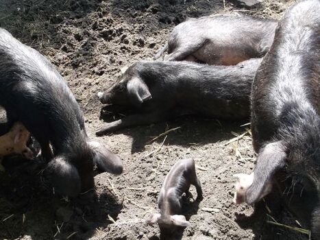 Mischlinge aus Wollschwein und chines. Maskenschwein