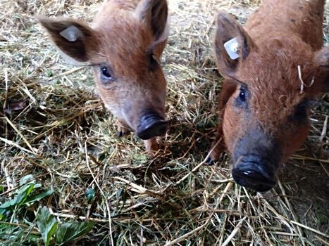Nachwuchs ungarische Wollschweine. Sind wir nicht süß?