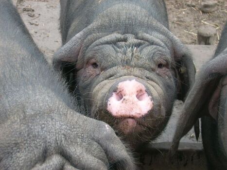 Chinesisches Maskenschwein