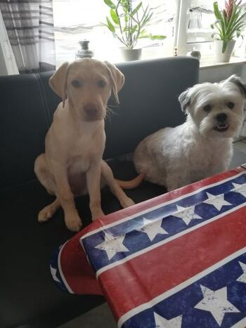 Unsere Hunde Naila und Champ