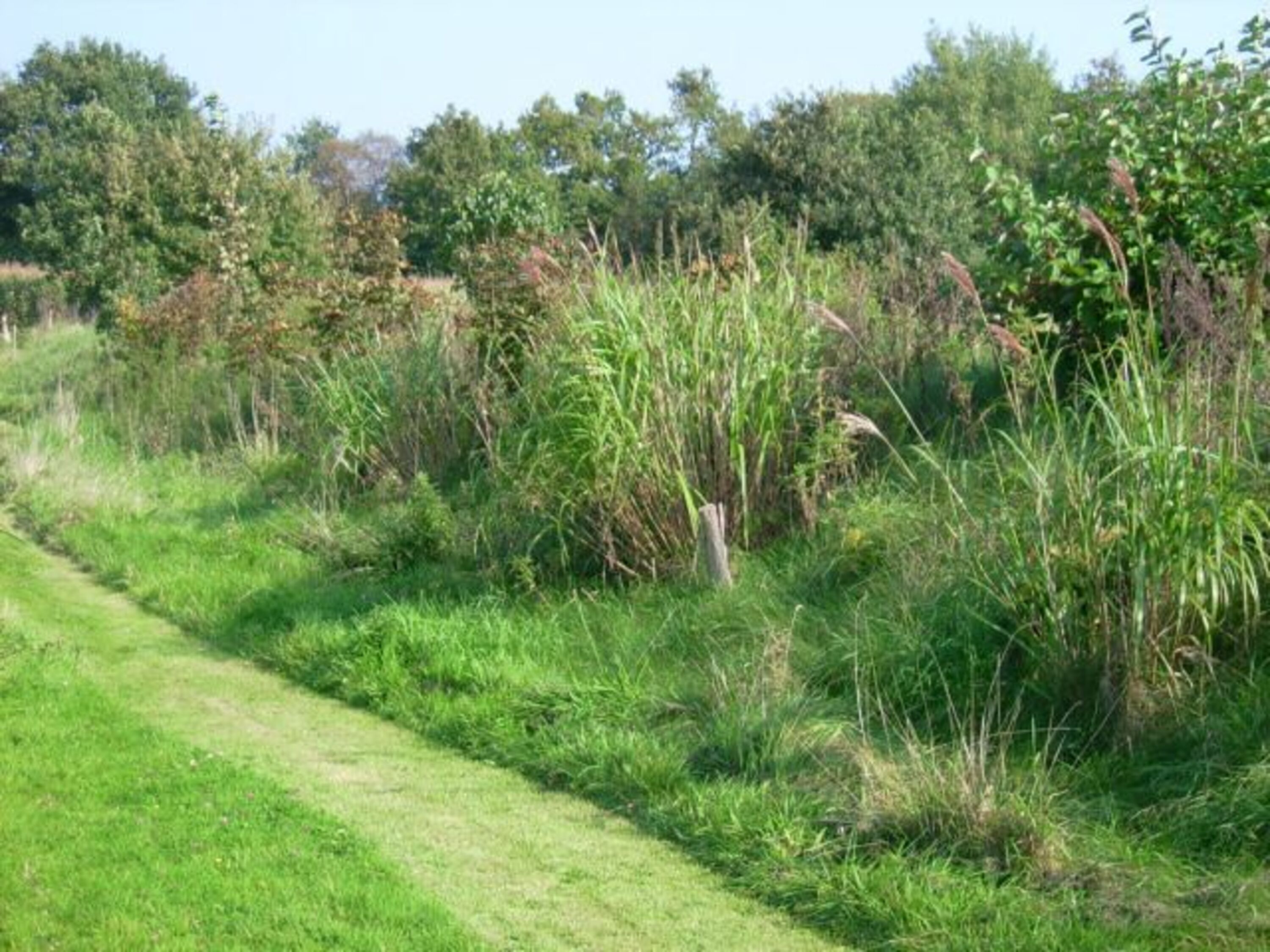 Der Weg um den See lädt zum Spazieren ein