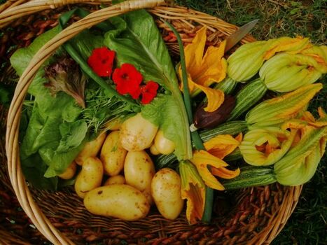 Früchte aus unserem Gemüsegarten