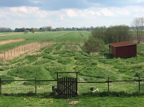 Unsere große Hundewiese - als Labyrinth gemäht