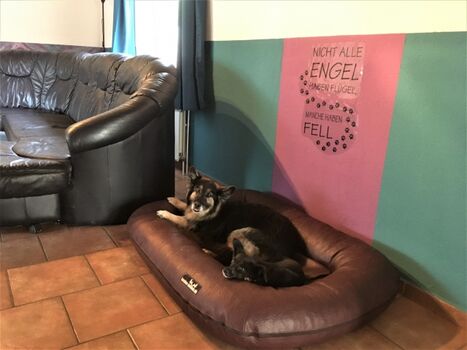 Hundebett im Wohnzimmer 