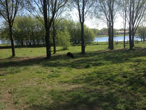 Auf der umzäunten Hundewiese in Otterndorf