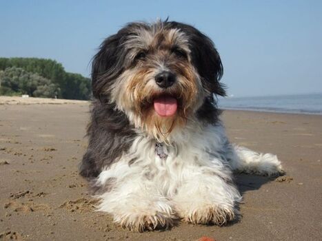 Unser Stammgast Bommel auf Krautsand