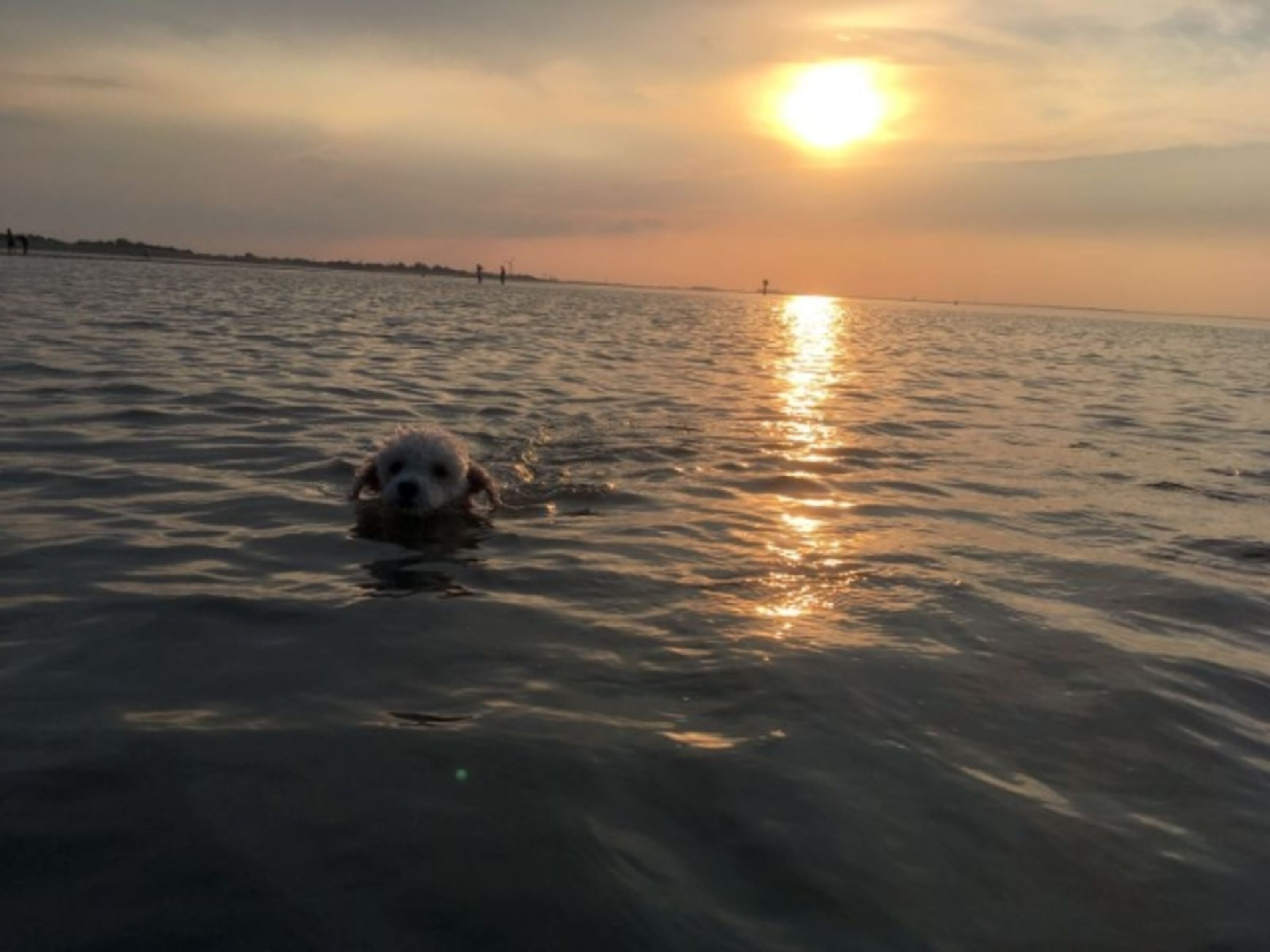 im Meer 