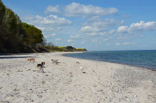 Von Oktober bis März dürfen alle Strände der Kieler Förde mit Hund besucht werden, die Nebensaison ist für Ruhesuchende ideal.