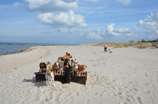 Hundeanzahl unbegrenzt, keine Rasseliste in Schleswig-Holstein