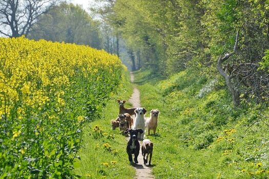 Feldwege bei der Ferienwohnung