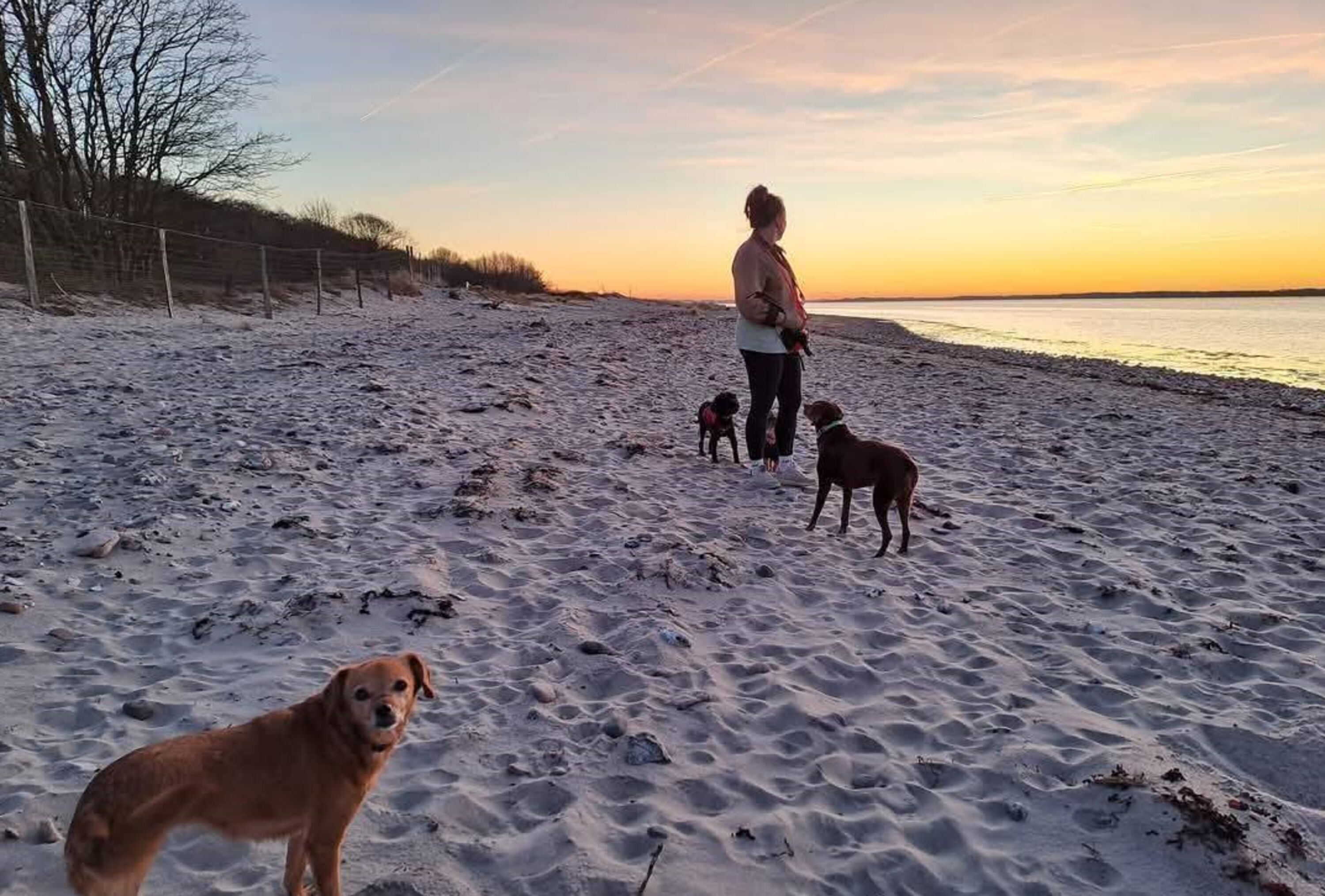 Strandabschnitt mit Wildzaun, ideal für Gäste, die Probleme mit dem Ableinen haben.