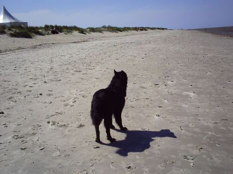 Hundestrand in Schillig