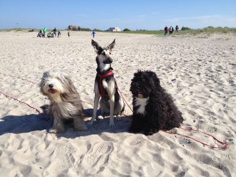Am Hundestrand im nahegelegenen Schillig