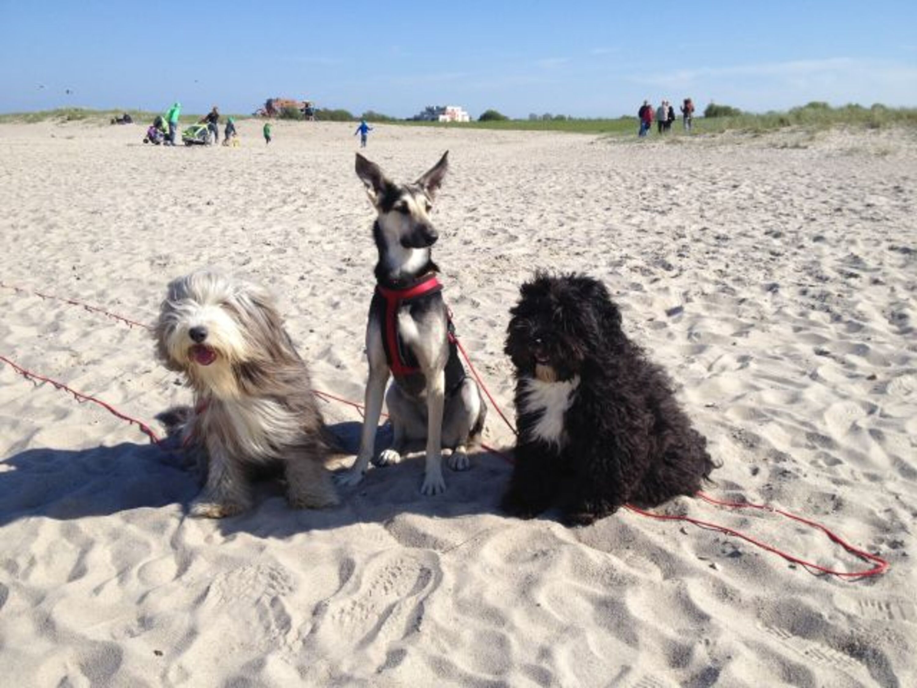 Am Hundestrand im nahegelegenen Schillig