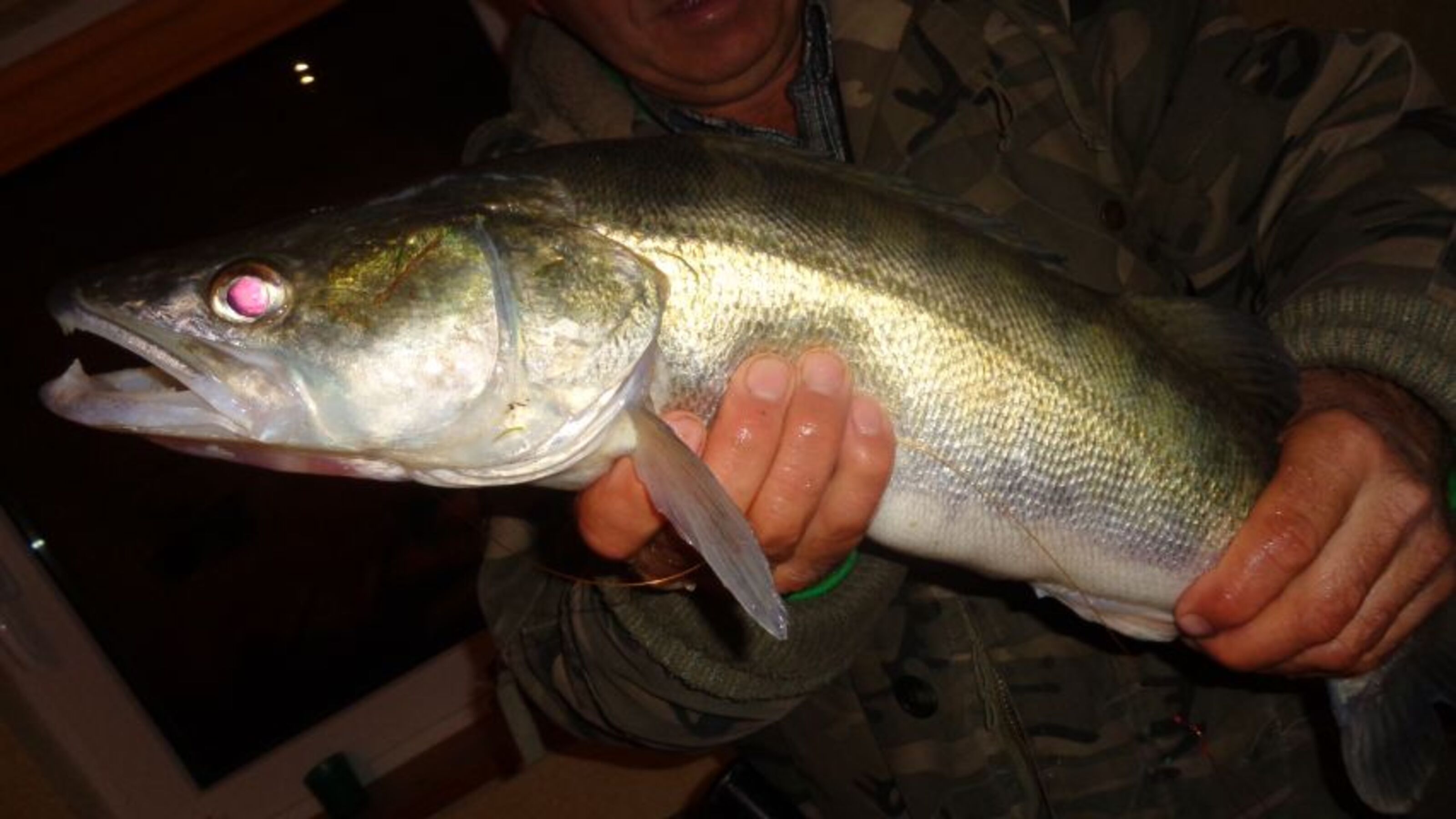 Zander aus Jamnsee