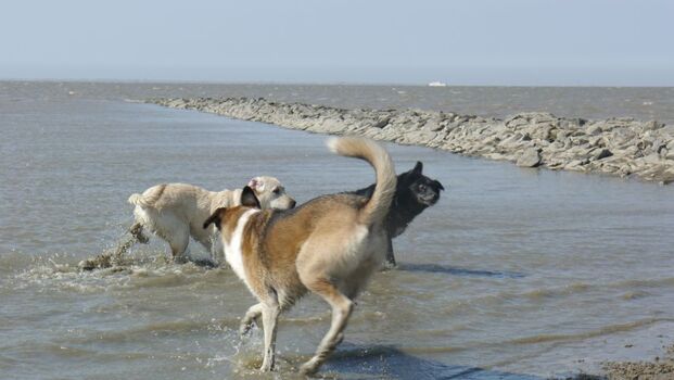 Hundestrand Norddeich