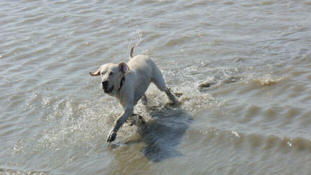 Erst so richtig im Watt wälzen und dann ab ins Meer, baden