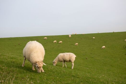 Die heimlichen Herrscher über die Deiche