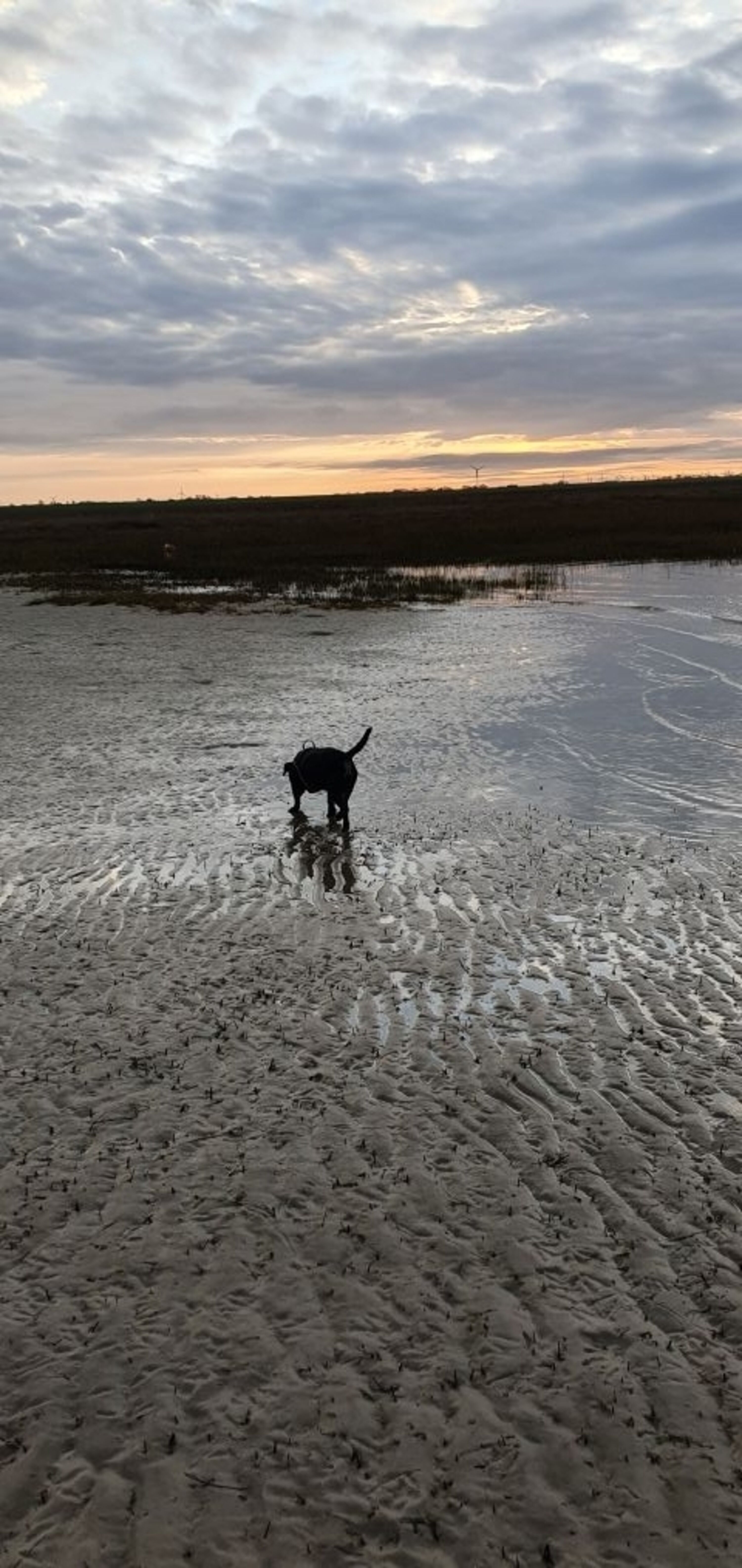 Happy Dog Life!