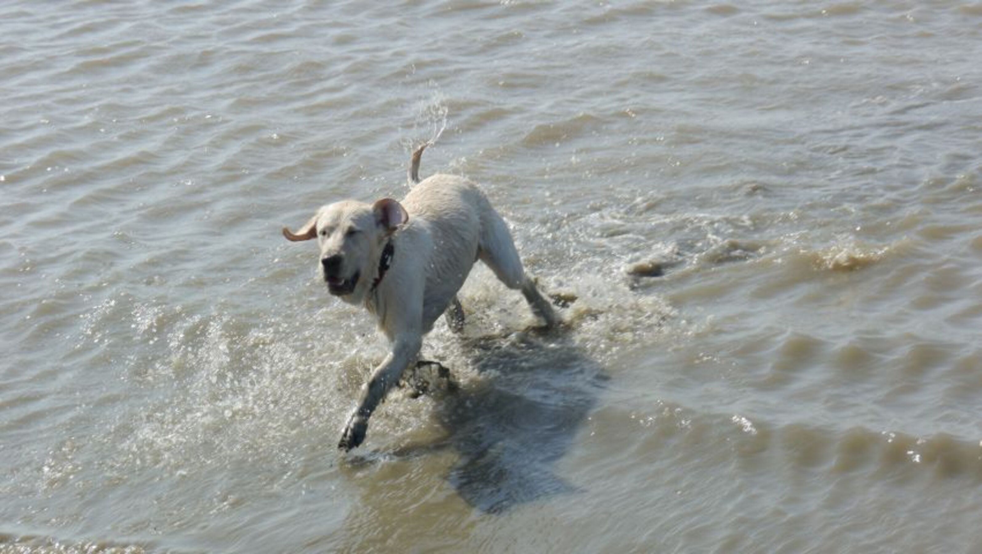 Erst so richtig im Watt wälzen und dann ab ins Meer, baden