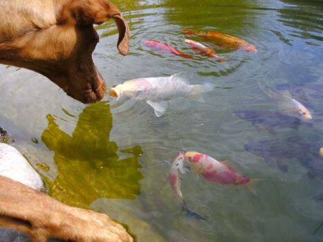 Fernsehen für Hunde - der Teich grenzt direkt an die Terrasse 