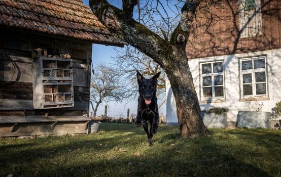 Traumhafter Garten komplett umzäunt für Hunde