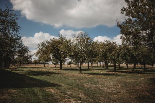 Obstbaumwiese in der Nachbarschaft
