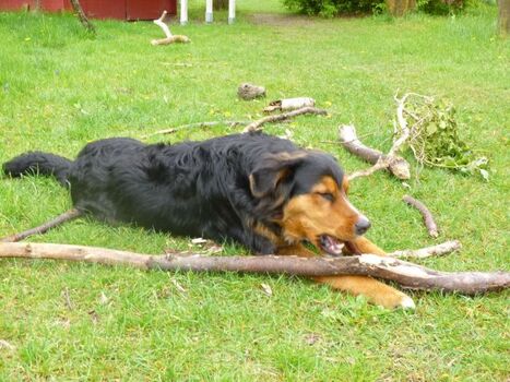 Immer bei der Arbeit