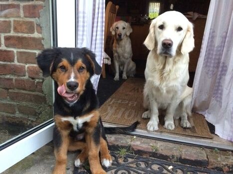 Sepp - 2016 (Bernermix - ehemaliger Azubi in Sachen Gästebetreuung), jetzt bin ich schon groß