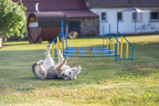 Hier toben Hunde glücklich! 