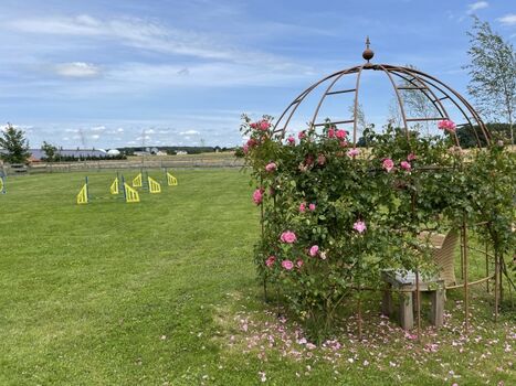 Unterm Rosenbogen sitzen und glückliche Hunde beobachten