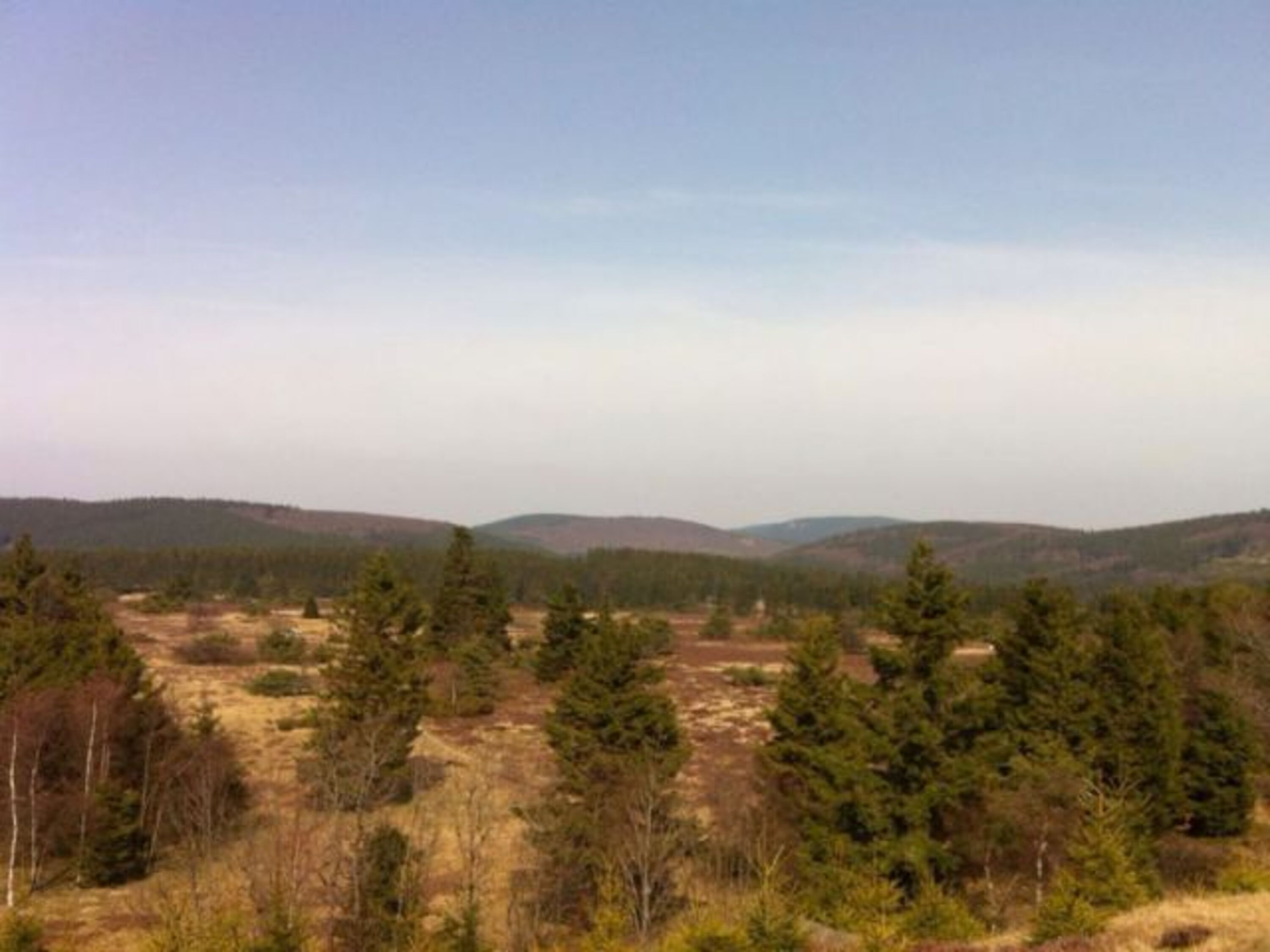 Hochheide im Sommer