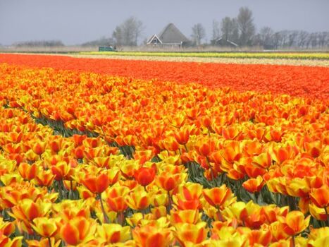 Tulpenblüte im April