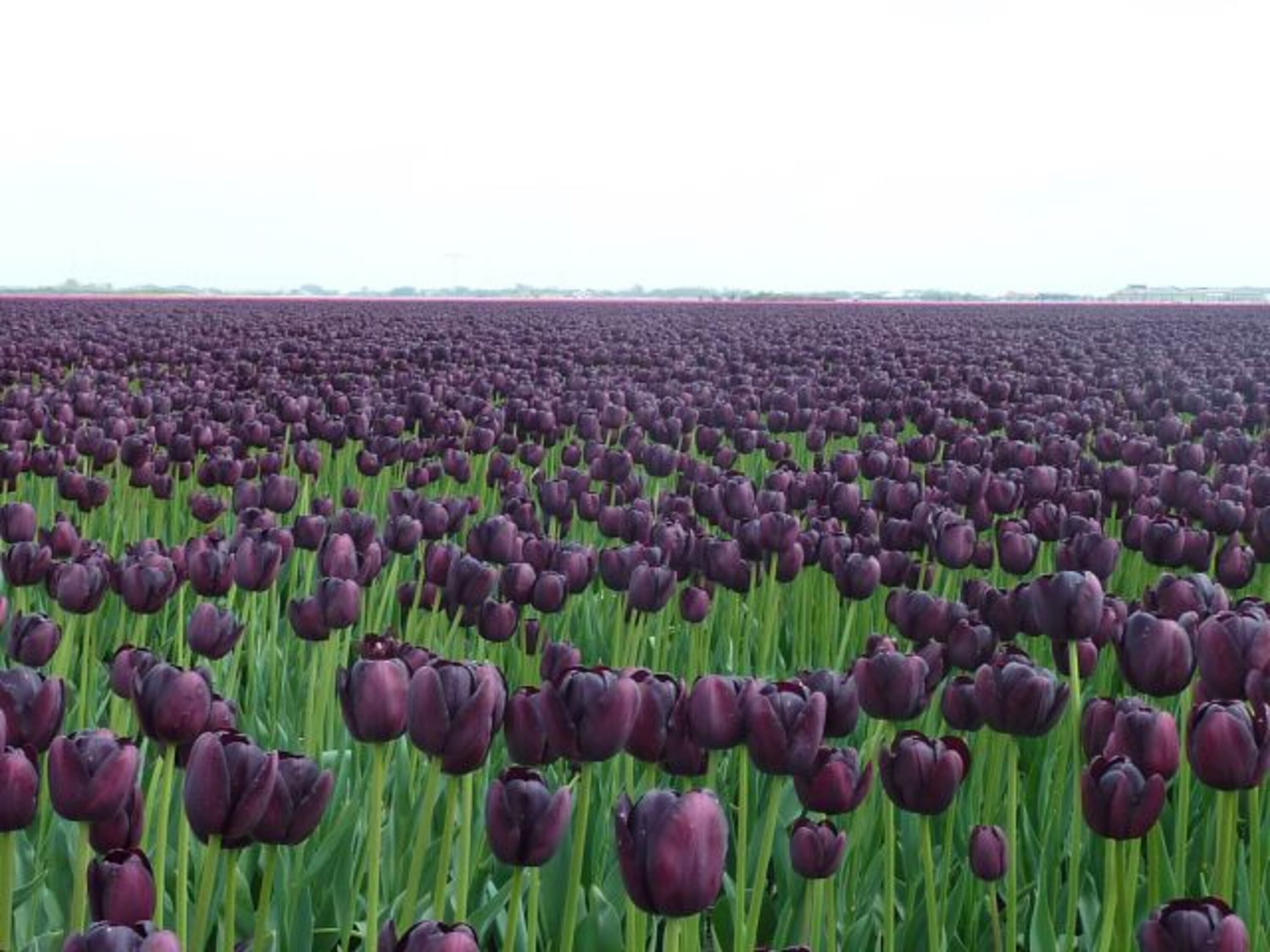 Tulpenblüte