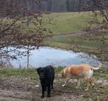 Viel Auslauf für Ihre Vierbeiner