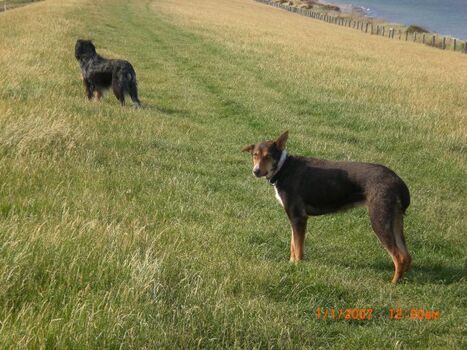 auf dem Deich zwischen Marienleuchte und Presen