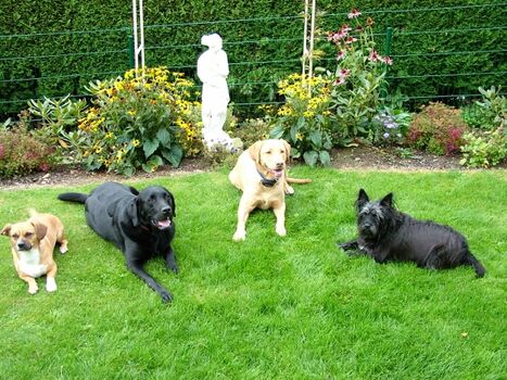 Hundetraininmg